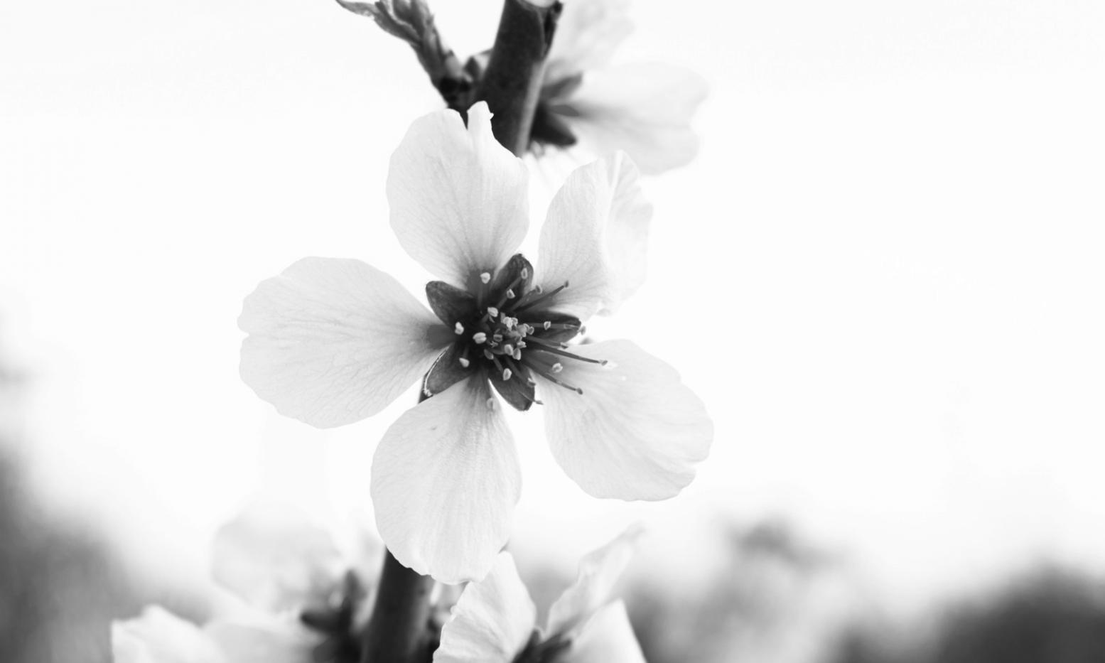 Разнообразие цветов и материалов для флористики